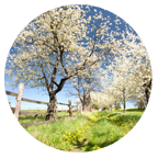 orchard